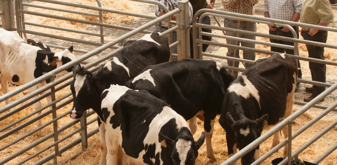 Varios ganaderos en el Ferial de Torrelavega. / S.DIAZ