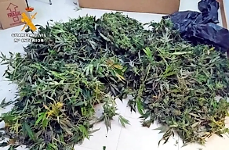Marihuana intervenida en Saro. / ALERTA