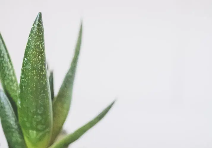 aloe