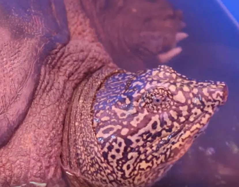 Los conservacionistas y veterinarios han anunciado recientemente  
anunciaron que la tortuga vietnamita es una hembra.