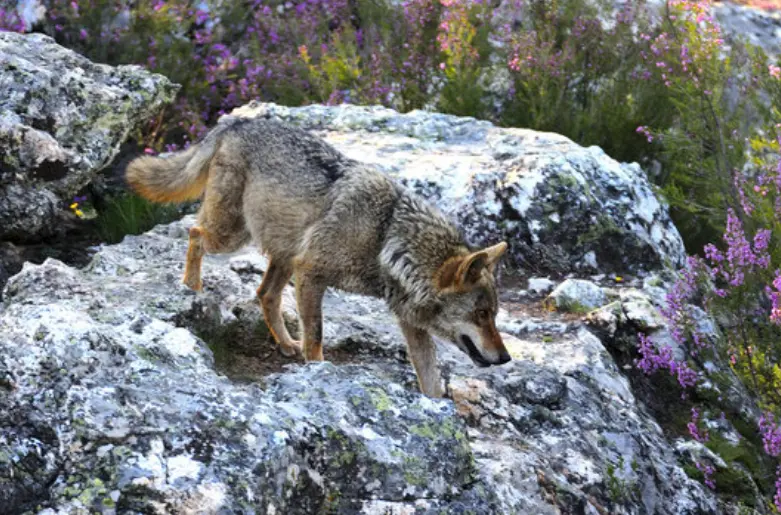 Lobo ib&eacute;rico