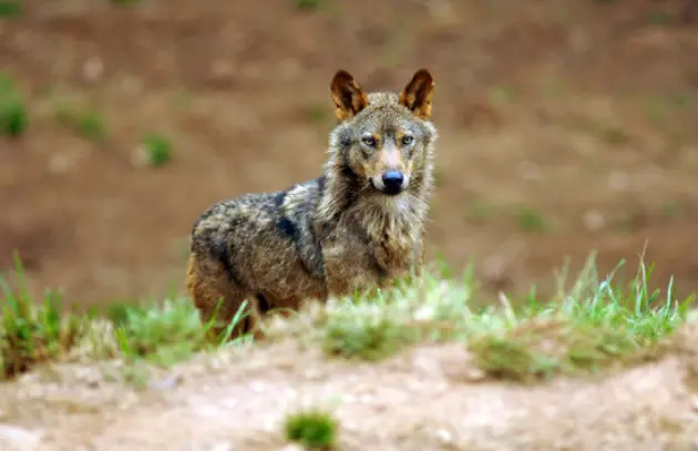 lobo ib&eacute;rico