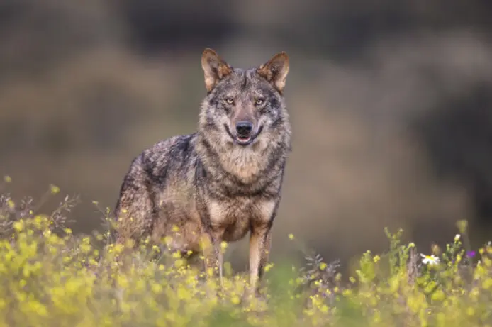 El lobo representa para muchos la parte m&aacute;s ind&oacute;mita de la naturaleza y es identificado con ideales como la belleza.