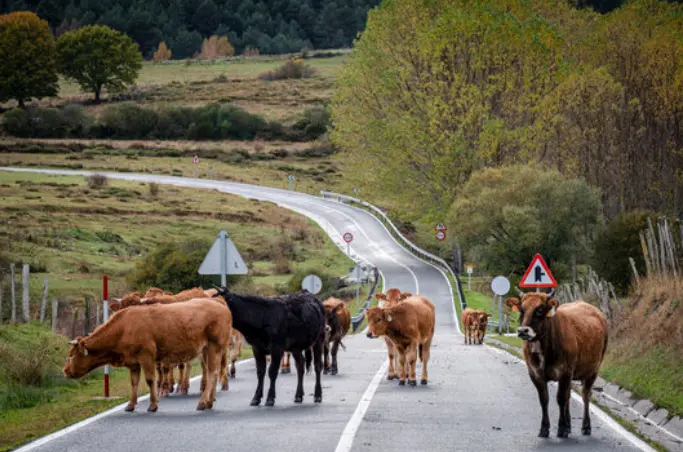 Ganado en Cantabria