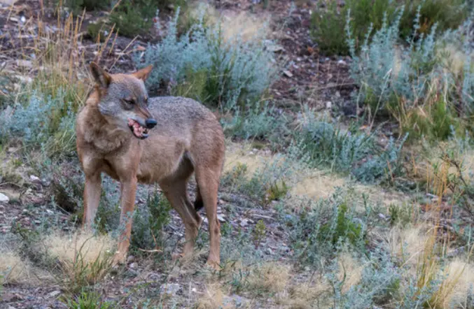 El lobo ib&eacute;rico.