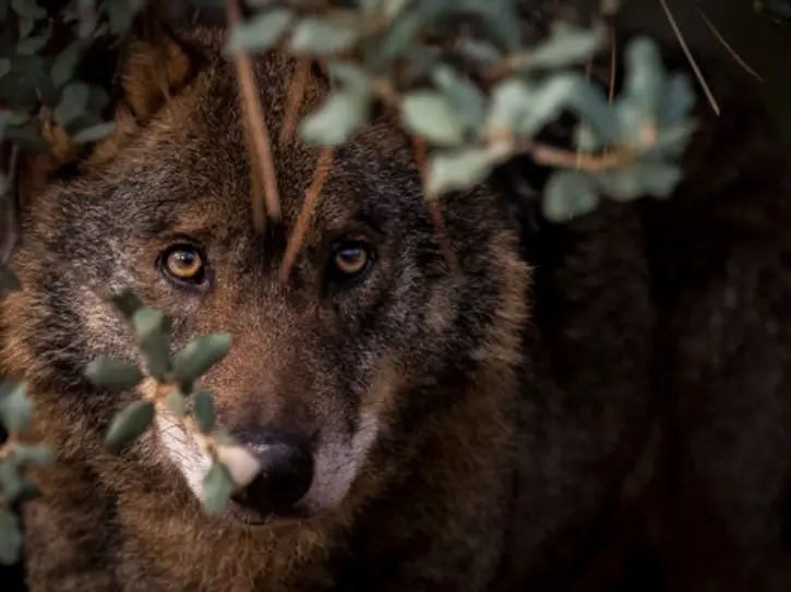 el lobo ib&eacute;rico