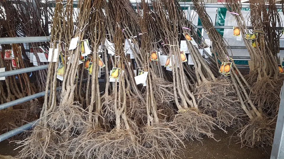 Ejemplares de la campa&ntilde;a del &aacute;rbol. / E. PRESS