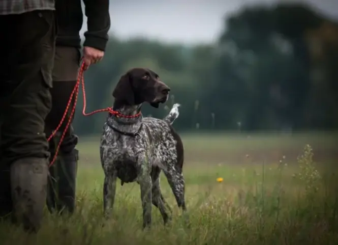Un cazador con su perro divisando una presa en la Reserva del Saja. / ARCHIVO