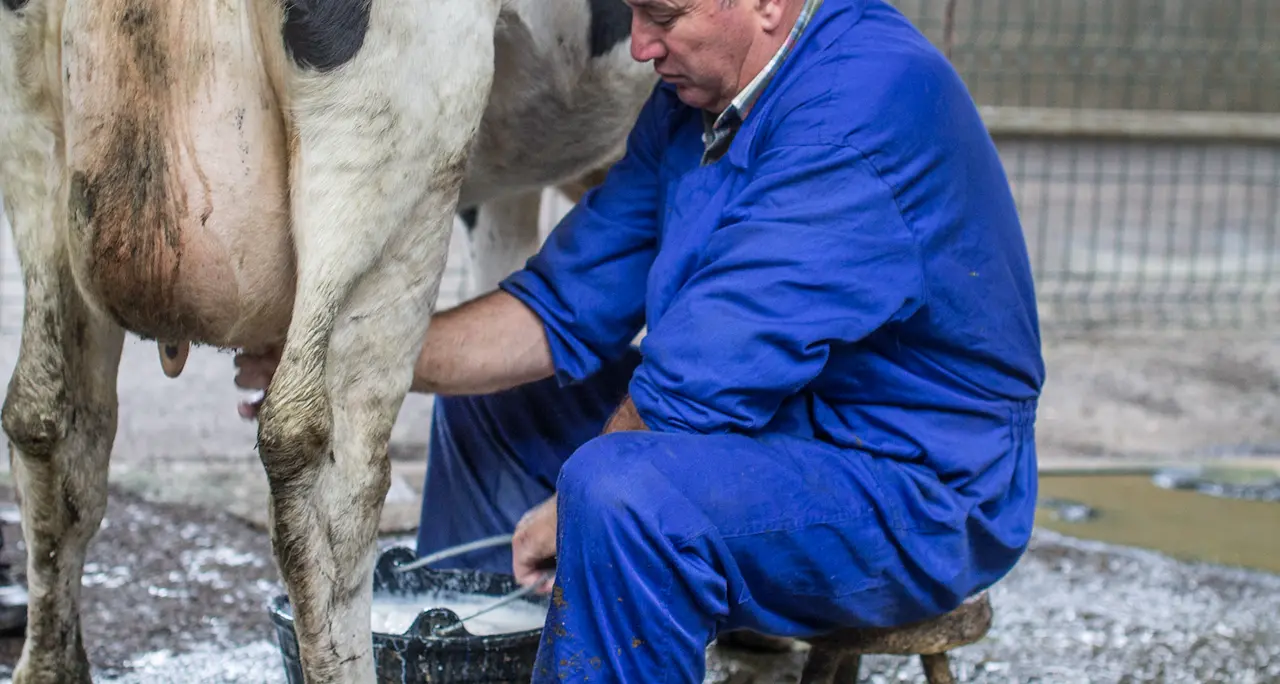 Un ganadero orde&ntilde;a una vaca en la Feria de Ganados de Torrelavega. / ARCHIVO / ALERTA