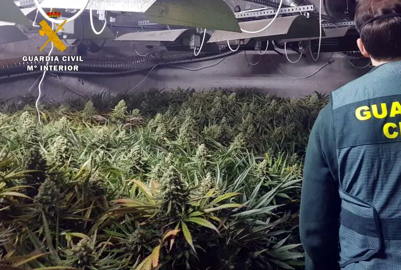 Un agente delante de la plantaci&oacute;n que ten&iacute;a la pareja en su casa. / OPC