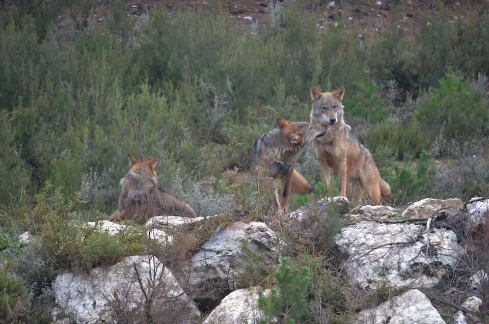 Ejemplares de lobo ib&eacute;rico. / E. PRESS