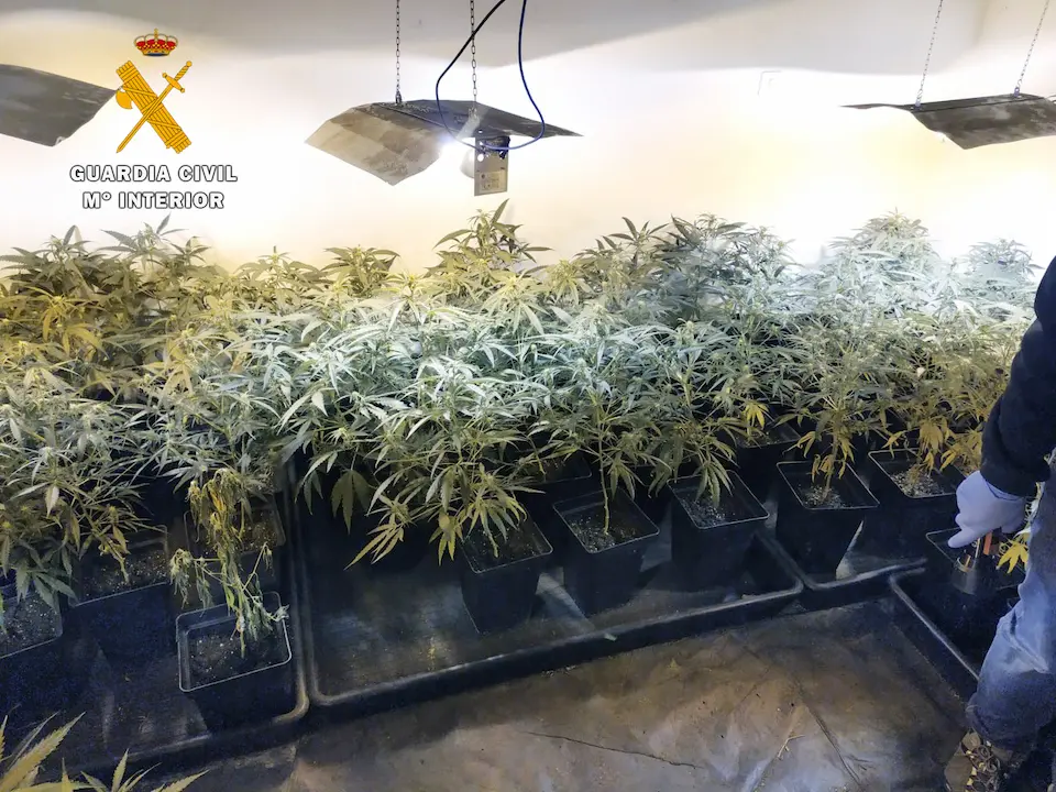Un agente en la vivienda donde estaba instalado la plantaci&oacute;n de marihuana. / OPC