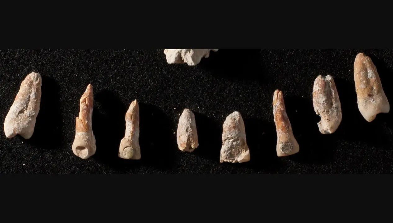 Incrustaciones dentales de jade y pirita en dientes de un entierro en una tumba maya de &eacute;lite no real en El Palmar, M&eacute;xico.