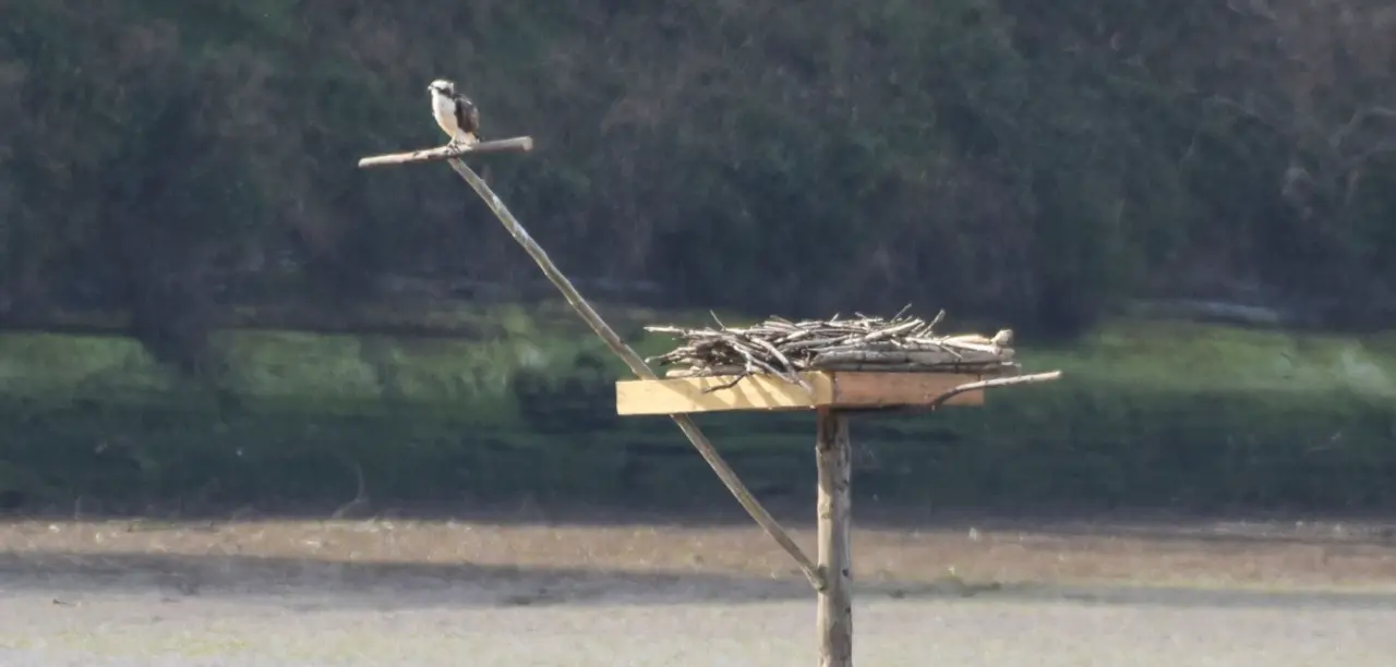 Ejemplar j&oacute;ven de &Aacute;guila Pescadora en la r&iacute;a de San Mart&iacute;n, Miengo. / S. G&Oacute;MEZ