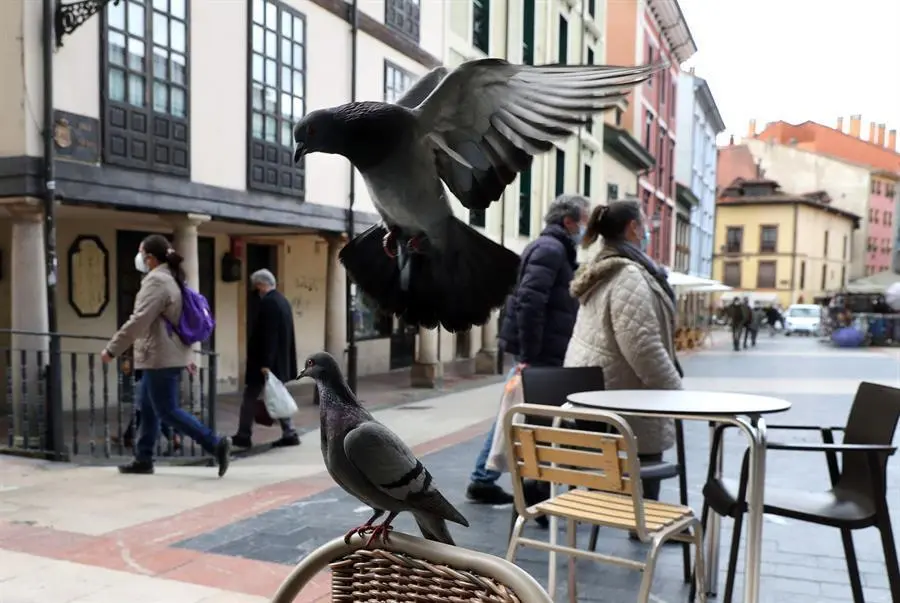 Palomas revolotean en una terraza del centro de Oviedo, este viernes. La Comisi&oacute;n de Urbanismo y Ordenaci&oacute;n del Territorio del Principado de Asturias (CUOTA) ha autorizado que los servicios de temporada, tales como los establecimientos de comidas y bebidas ubicados en el entorno de las playas, puedan funcionar este a&ntilde;o de manera excepcional desde el 1 de marzo, en lugar de a partir del 15 de mayo como recoge la norma, hasta el 30 de septiembre. EFE/J.L. CereijidoPalomas revolotean en una terraza del centro de Oviedo, este viernes. La Comisi&oacute;n de Urbanismo y Ordenaci&oacute;n del Territorio del Principado de Asturias (CUOTA) ha autorizado que los servicios de temporada, tales como los establecimientos de comidas y bebidas ubicados en el entorno de las playas, puedan funcionar este a&ntilde;o de manera excepcional desde el 1 de marzo, en lugar de a partir del 15 de mayo como recoge la norma, hasta el 30 de septiembre. EFE/J.L. Cereijido