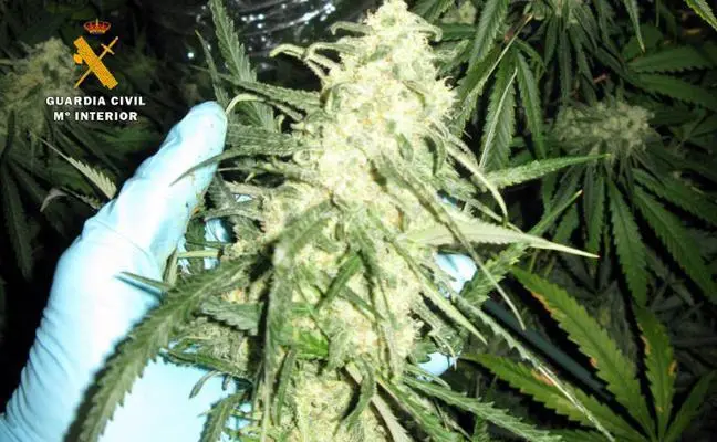 Las plantas estaban en su &uacute;ltima etapa de crecimiento. / OPC