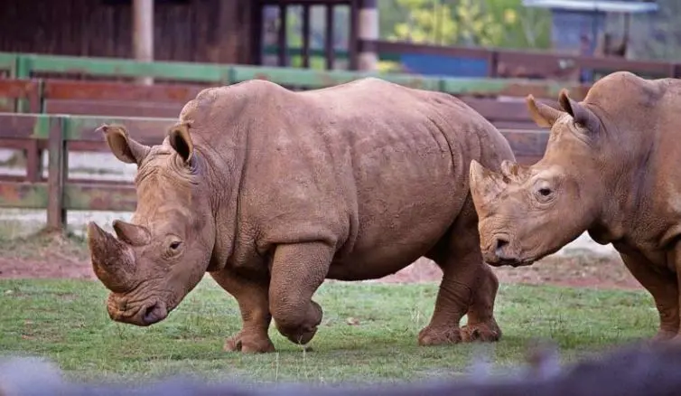 Rinocerontes en el Parque de Cab&aacute;rceno. / ALERTA