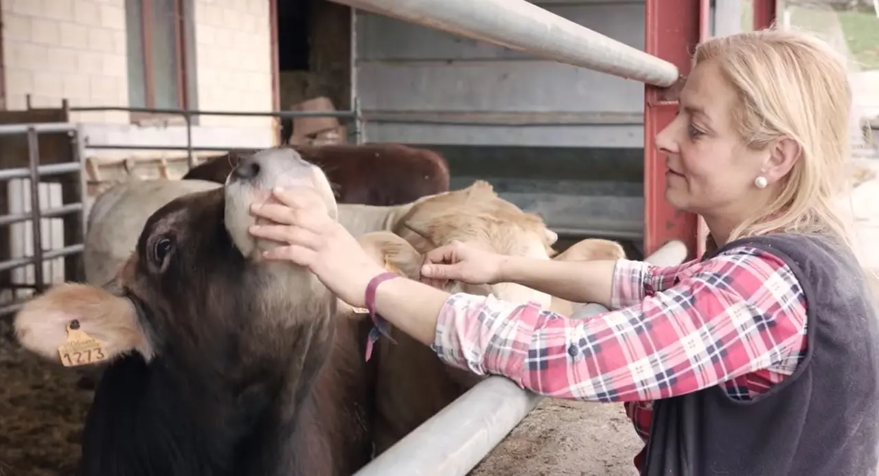 La diputada Marta Garc&iacute;a junto a una de sus vacas en la ganader&iacute;a que regenta. / ALERTA