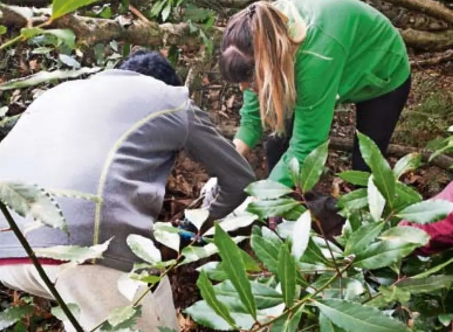 Plantaci&oacute;n de &aacute;rboles y brezo en la comarca. / ALERTA