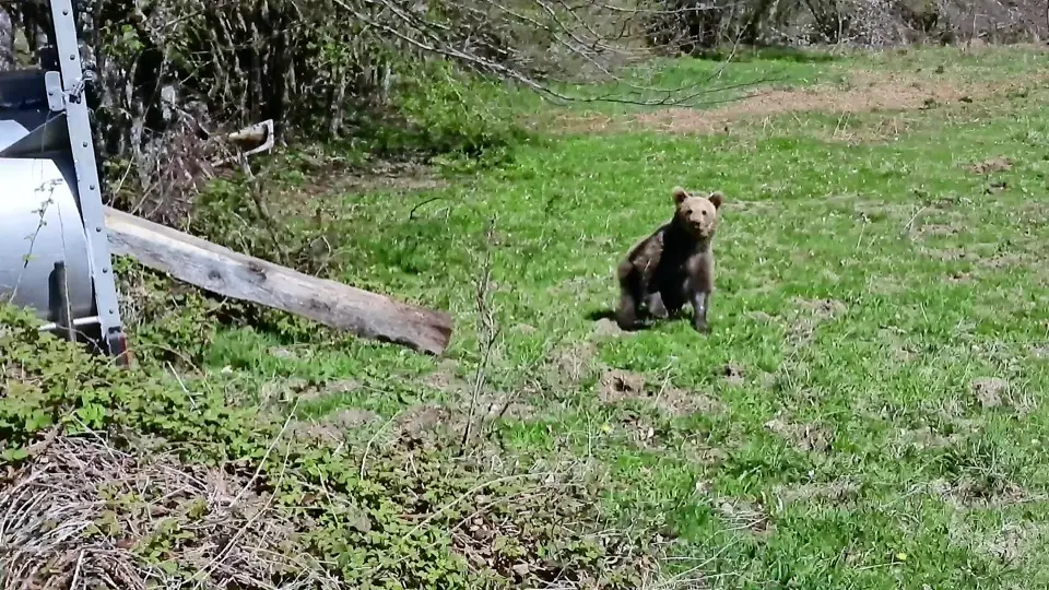 La osenza mira a las c&aacute;maras en el momento de su liberaci&oacute;n en su h&aacute;bitat natural en la comunidad vecina de Asturias. / ALERTA