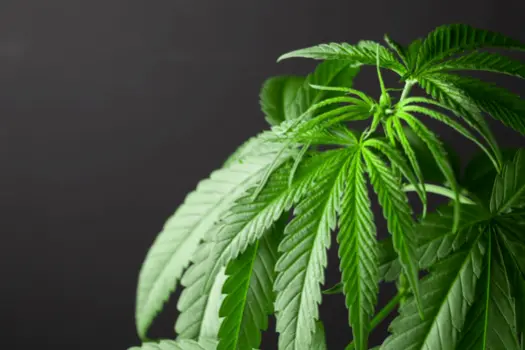 marihuana