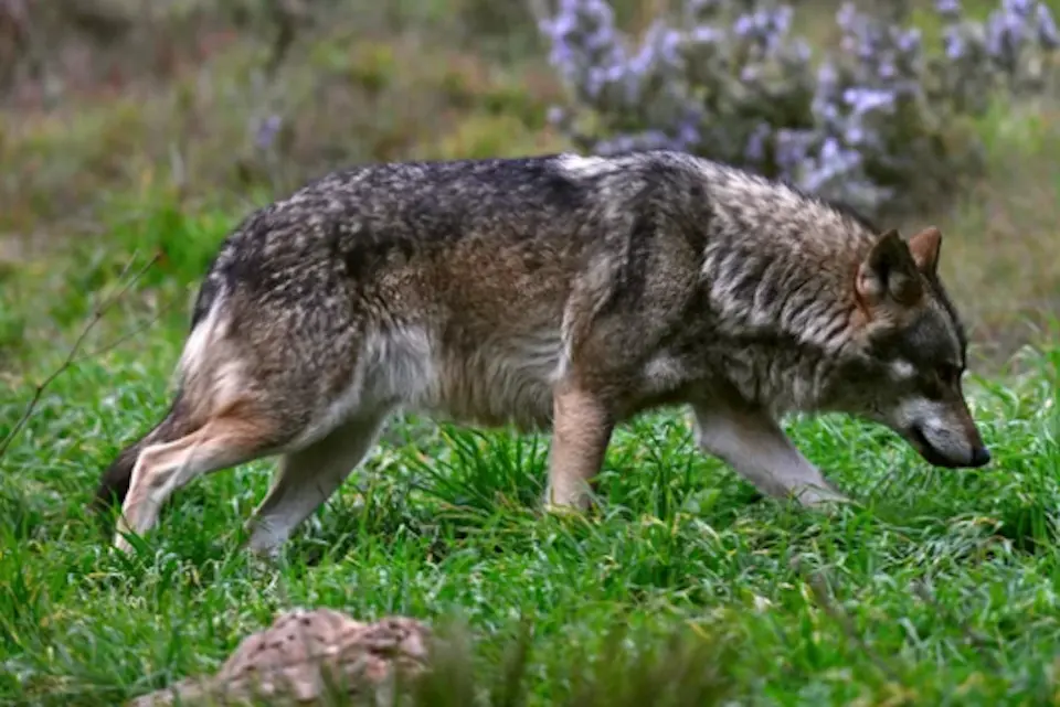 Lobo ib&eacute;rico.