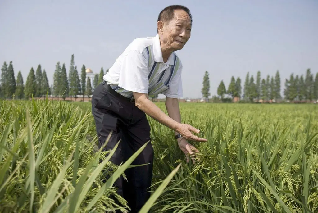 El cient&iacute;fico chino Yuan Longping muestra un cultivo experimental de arroz h&iacute;brido en un campo propiedad del Centro Nacional de Investigaci&oacute;n de Arroz H&iacute;brido en Changsha, en la provincia china de Hunan, . EFE/Adrian Bradshaw/Archivo