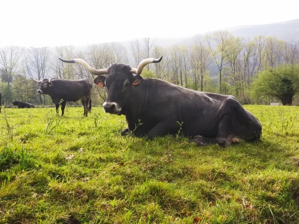 Ejemplares de vacas tudancas. / Saja