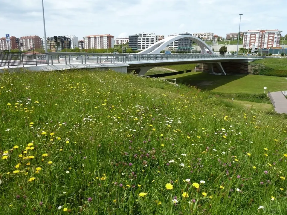 Archivo - Acci&oacute;n de fomento de la biodiversidad en el Parque de Las Llamas