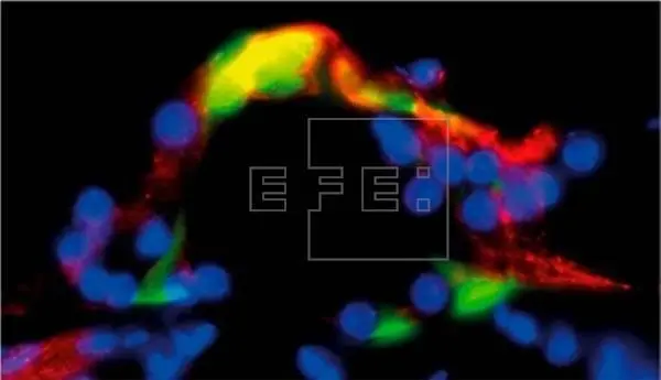 Imagen microsc&oacute;pica que muestra la estructura conservada del receptor auditivo en los animales tratados con la mol&eacute;cula LPT99 cedida por el CSIC. EFE