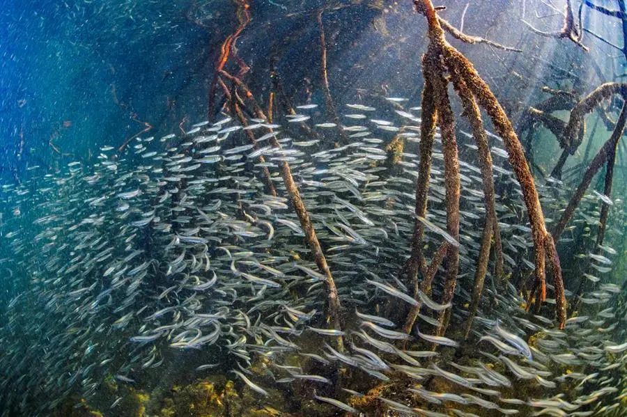 Fotograf&iacute;a de archivo cedida este martes por Octavio Aburto de peces juveniles ra&iacute;ces de manglar en el a&ntilde;o 2019, en los Gal&aacute;pagos (Ecuador). Los manglares del archipi&eacute;lago ecuatoriano de Gal&aacute;pagos son ecosistemas claves para la diversidad de especies de peces, seg&uacute;n un estudio revelado este martes por la Fundaci&oacute;n Charles Darwin, la Universidad de California y con el apoyo de la Direcci&oacute;n del Parque Nacional Gal&aacute;pagos (DPNG). Se trata del estudio de diversidad y abundancia de peces en los ecosistemas de manglar m&aacute;s extenso que ha sido llevado a cabo en las Islas Gal&aacute;pagos, situadas a unos mil kil&oacute;metros de las costas continentales ecuatorianas y catalogadas Patrimonio Natural de la Humanidad por la Unesco. EFE/ Octavio Aburto /SOLO USO EDITORIAL/NO VENTAS/SOLO DISPONIBLE PARA ILUSTRAR LA NOTICIA QUE ACOMPA&Ntilde;A/CR&Eacute;DITO OBLIGATORIO