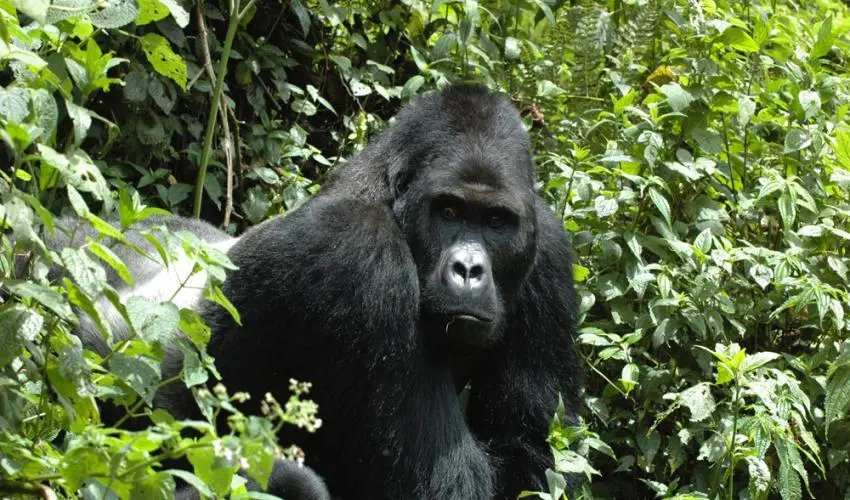 Gorila occidental de llanura en el Parque Nacional de Dzanga-Ndoki, Rep&uacute;blica Centroafricana. La mitad del territorio perdido previsto estar&aacute; en parques nacionales y otras &aacute;reas protegidas. / A. Stock
