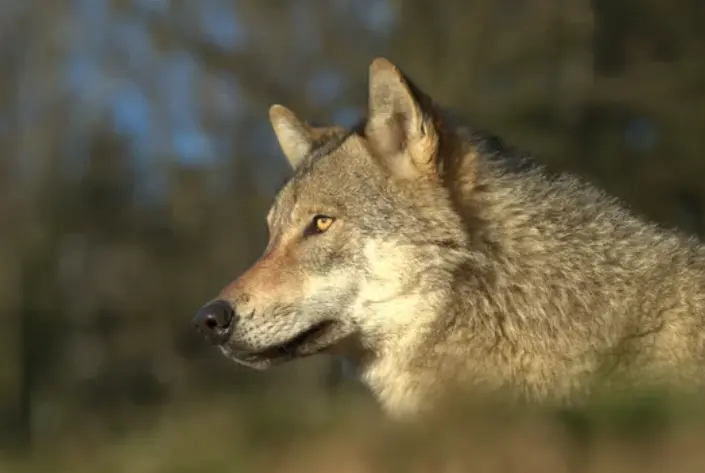 La clave del resurgimiento del lobo en Europa ha sido que el animal ha encontrado refugio en las zonas de entrenamiento militar. / A. S.