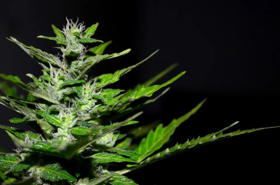 cannabis-2761102_1920__1_