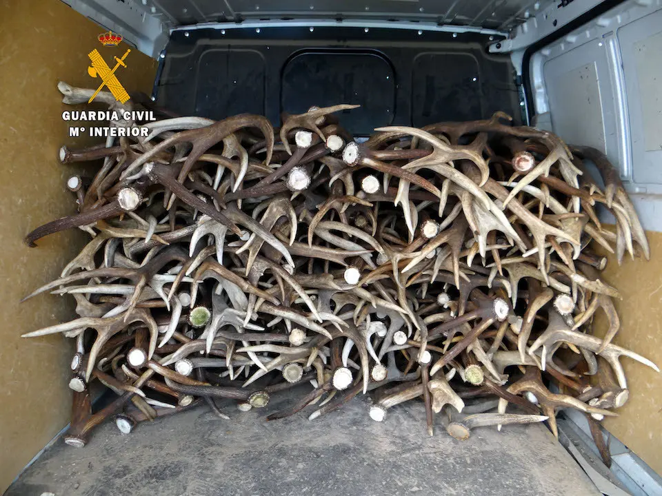 Unos 350 kilos de astas de venado incautado por la Guardia Civil. / OPC