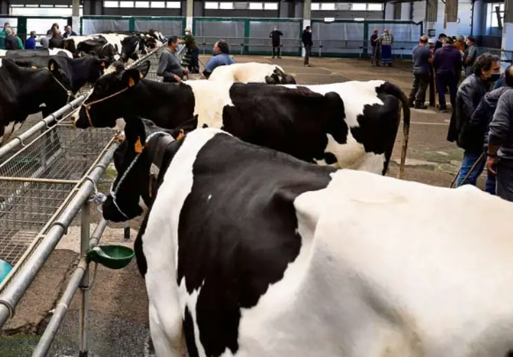 Varias cabezas de ganado en una feria en Torrelavega. / ALERTA