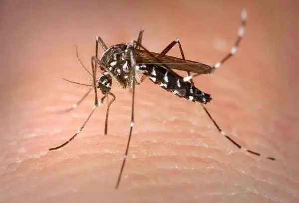 Imagen de recurso de un mosquito. EFE