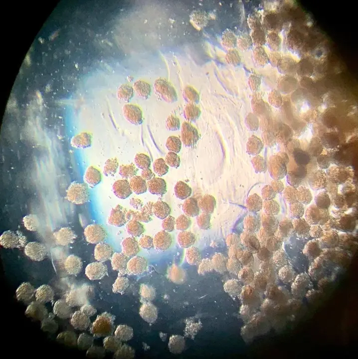 Microtejidos durante su recolecci&oacute;n observados al microscopio.