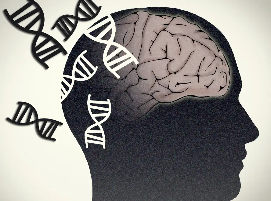 Archivo - Alzheimer, Parkinson. Cerebro y gen&eacute;tica.
