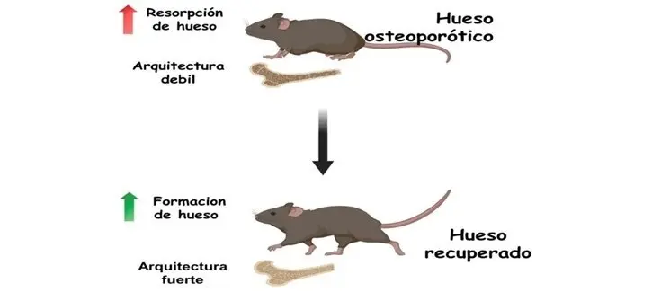 Investigadores espa&ntilde;oles desarrollan un nanosistema capaz de revertir la osteoporosis en modelos animales