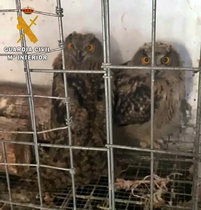 Buhos reales intervenidos en Higuera de Llerena