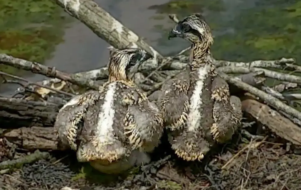 Polluelos de &aacute;guila pescadora
