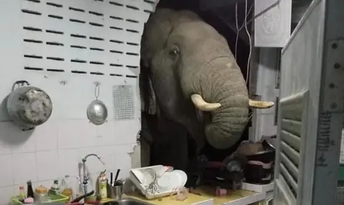 Un elefante irrumpe en la cocina de Tailandia en busca de un tentempi&eacute; - v&iacute;deo