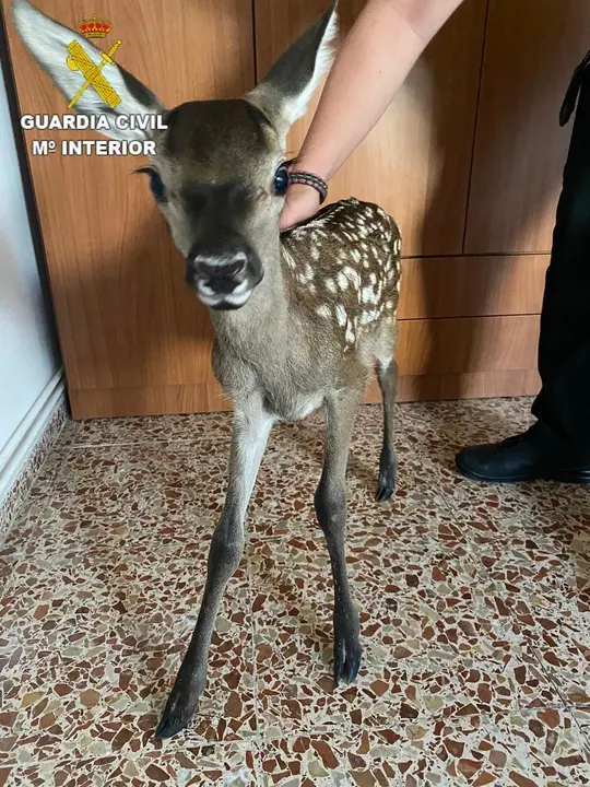 Cr&iacute;a de cierva rescatada por la Guardia Civil en Fuentelespino de Moya