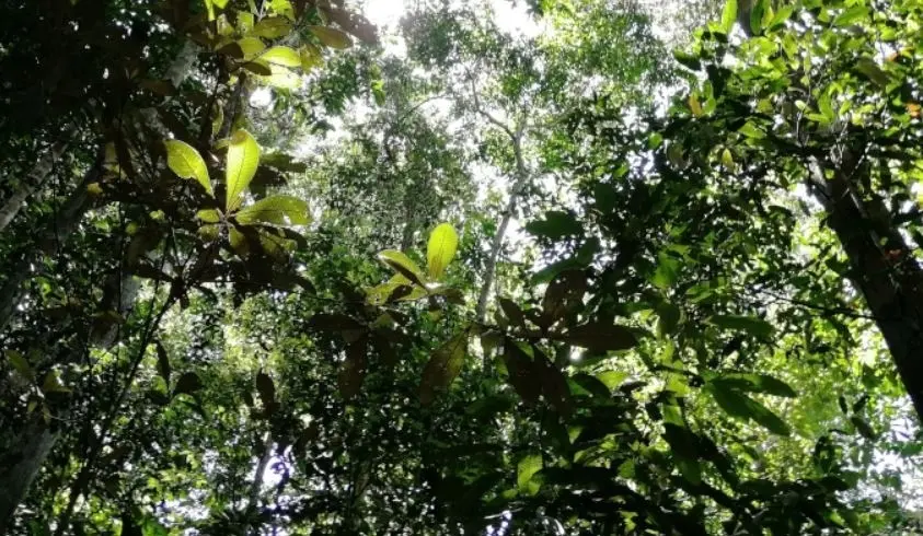 Selva amaz&oacute;nica
