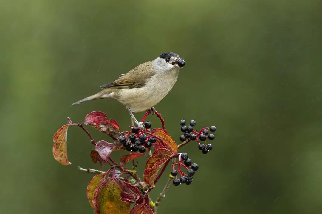 Un pajaro junto a semillas.