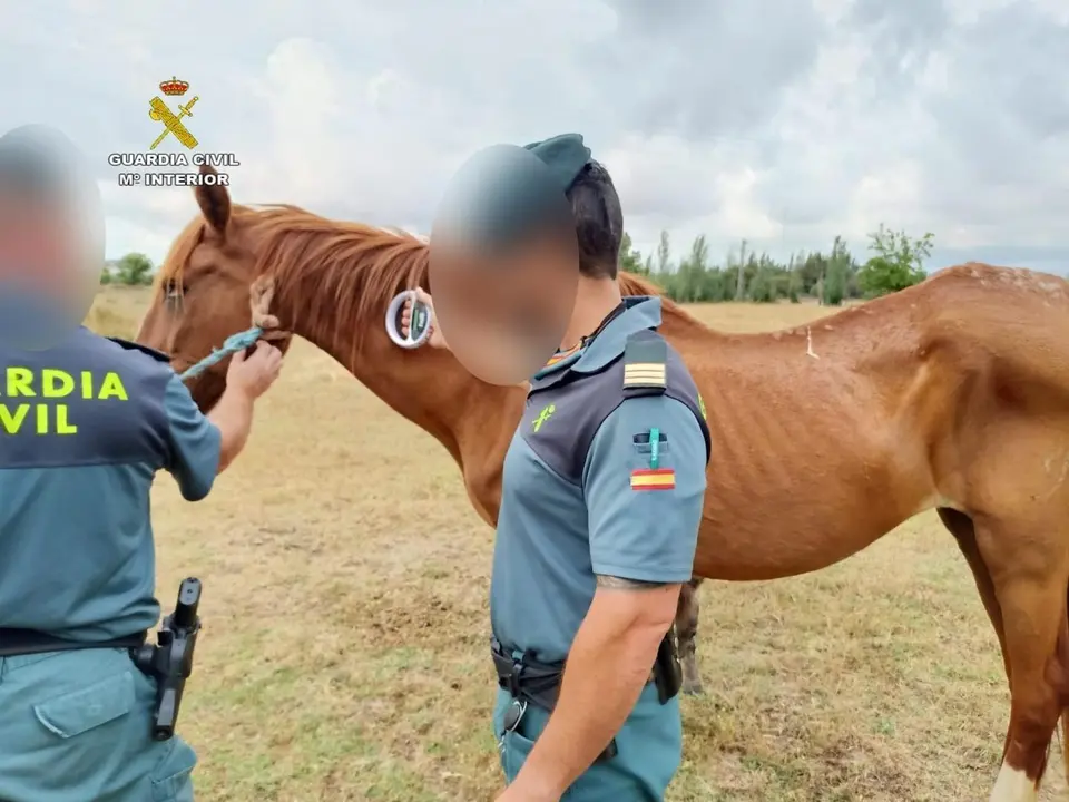 Uno de los caballos.
