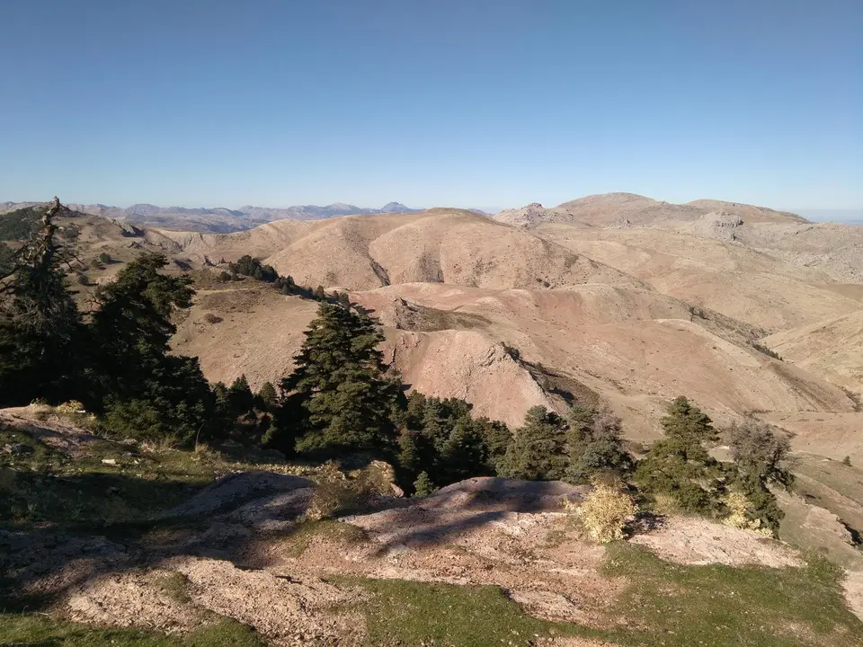 Deforestaci&oacute;n y restos de pinsapos en la Sierra de las Nieves (M&aacute;laga)