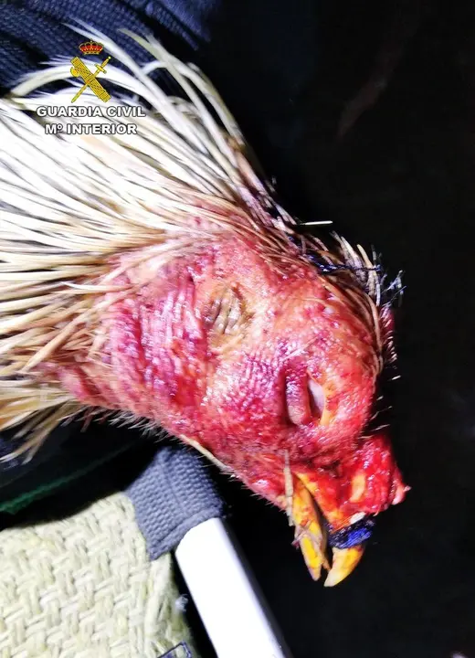 Imagen de uno de los gallos intervenidos en la operaci&oacute;n