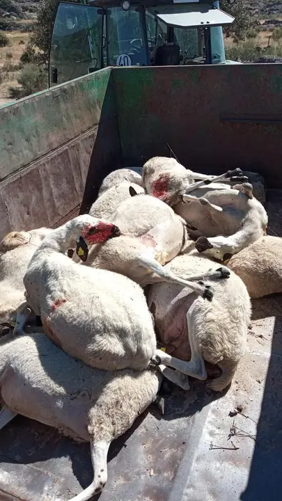 Ovejas muertas tras el ataque de un lobo en Zamora.